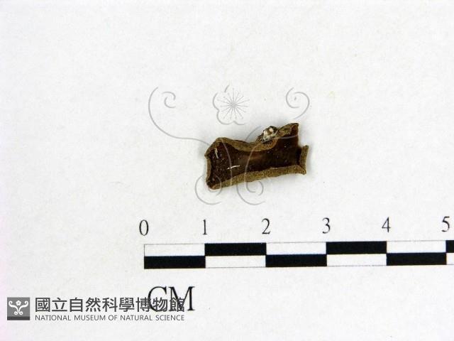 木耳屬藏品圖，第1張