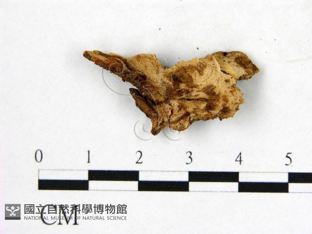 登錄號:F0019902藏品圖，第1張