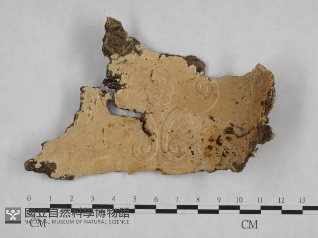 登錄號:F0023902藏品圖，第1張