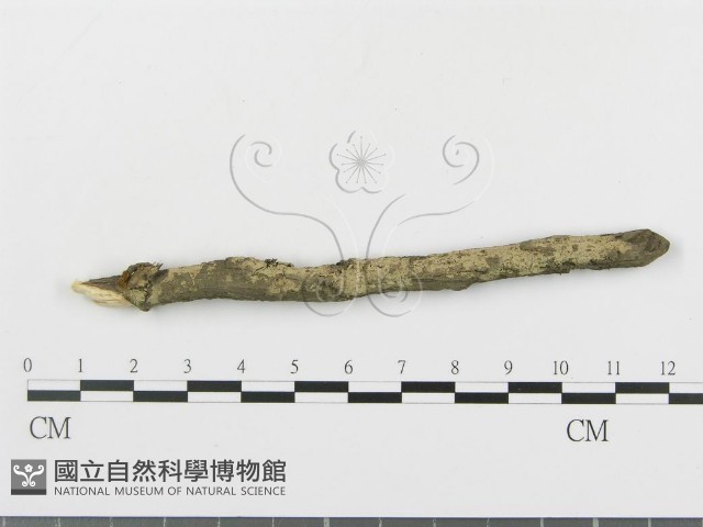 串擔革菌屬藏品圖，第1張