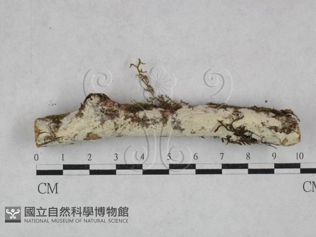 登錄號:F0028602藏品圖，第1張