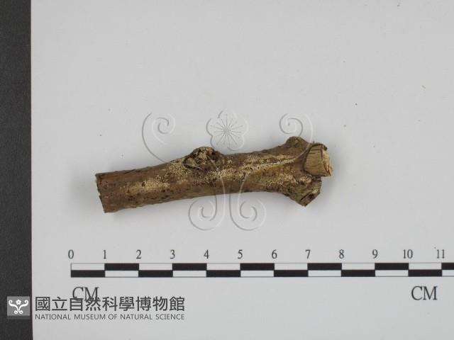 登錄號:F0008602藏品圖，第1張