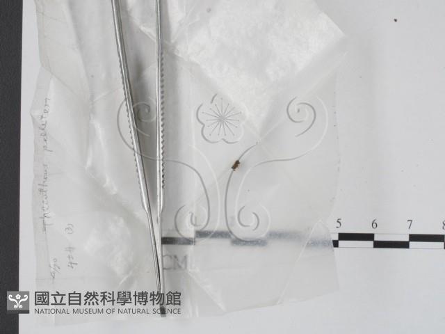登錄號:F0000602藏品圖，第1張