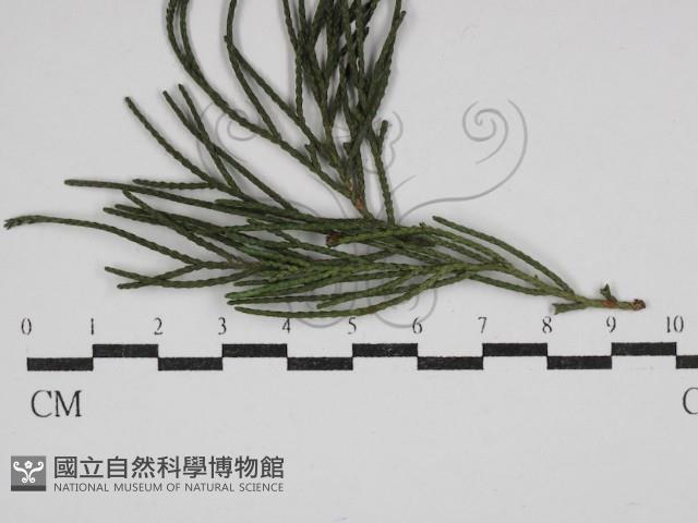 登錄號:F0030602藏品圖，第1張