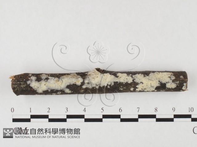 登錄號:F0026602藏品圖，第1張