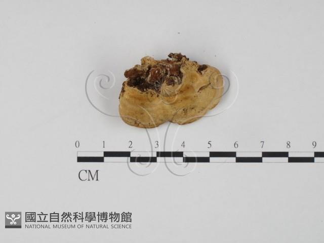 偏腫栓菌藏品圖，第1張