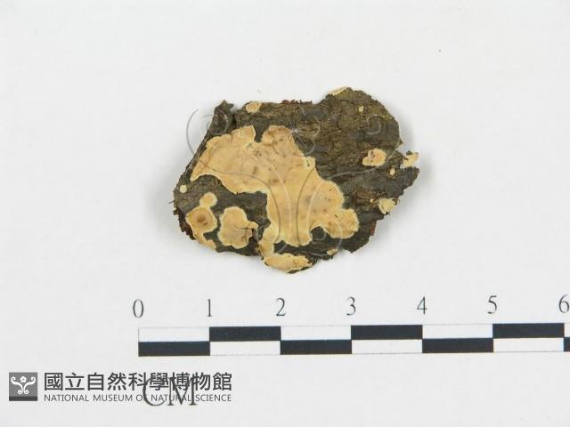 登錄號:F0016602藏品圖，第1張