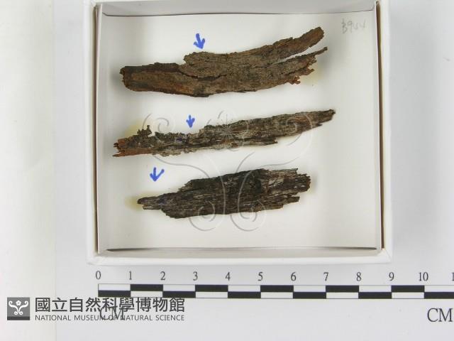 登錄號:F0021602藏品圖，第1張