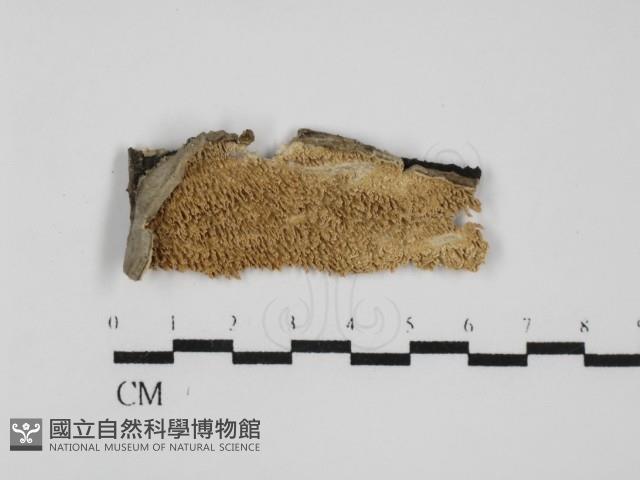 耙菌屬藏品圖，第2張