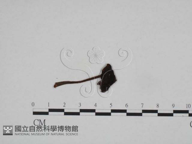 登錄號:F0024602藏品圖，第1張