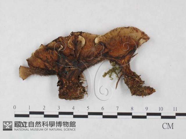 登錄號:F0004602藏品圖，第1張