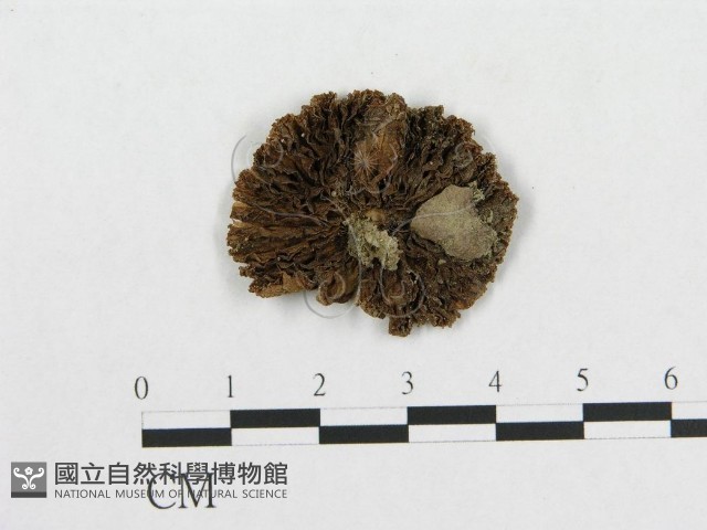 登錄號:F0014602藏品圖，第1張