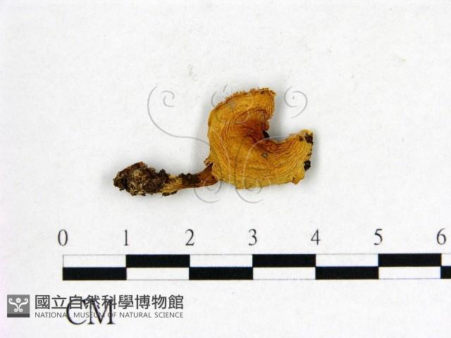 紅菇屬藏品圖，第1張