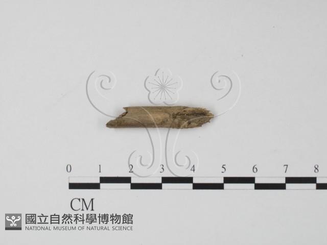 登錄號:F0002602藏品圖，第1張