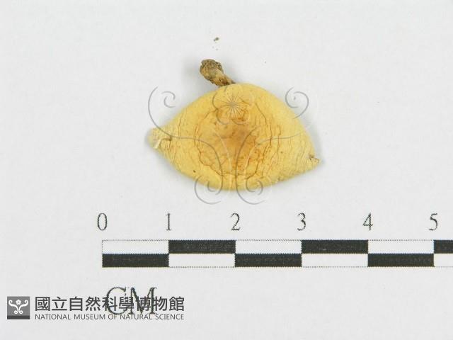 登錄號:F0012602藏品圖，第1張