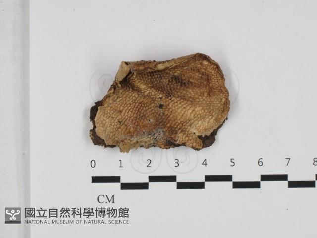 登錄號:F0032602藏品圖，第1張