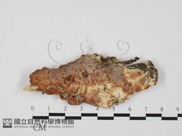 登錄號:F0027602藏品圖，第1張