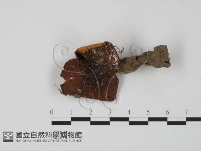 登錄號:F0007602藏品圖，第1張