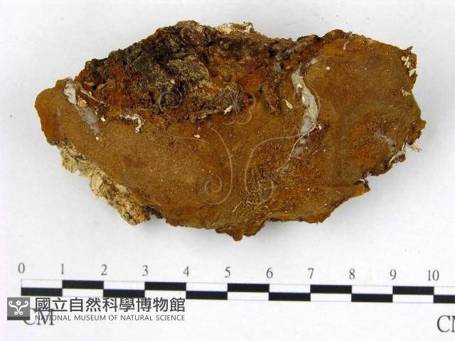 木層孔菌屬藏品圖，第1張