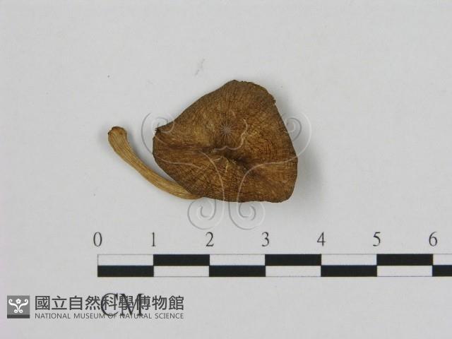 登錄號:F0015602藏品圖，第1張