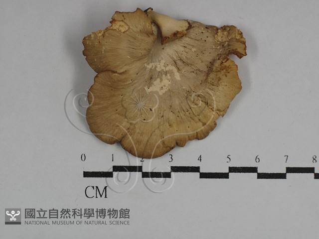 多孔菌屬藏品圖，第1張