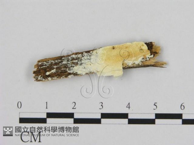 登錄號:F0009602藏品圖，第1張