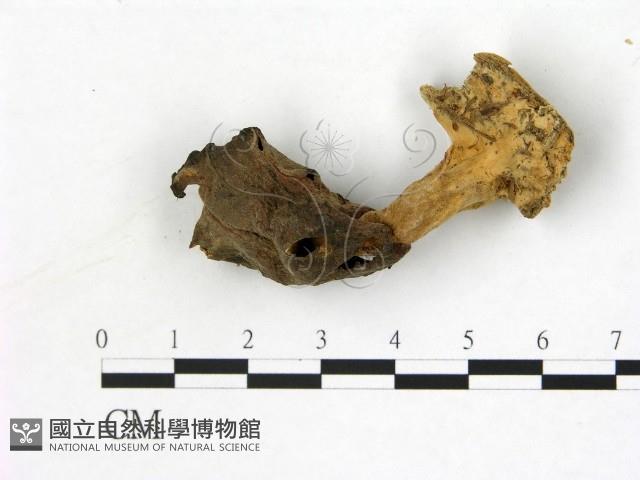登錄號:F0019602藏品圖，第1張