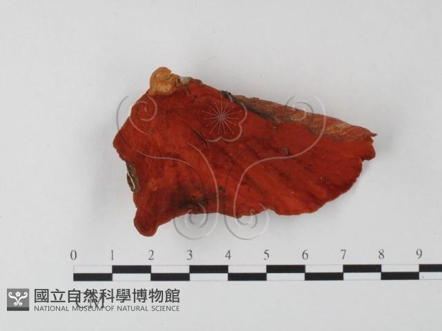 血紅密孔菌藏品圖，第1張