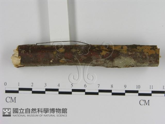 刺革菌屬藏品圖，第1張