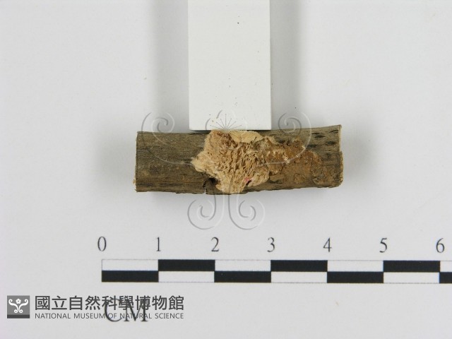 登錄號:F0013602藏品圖，第1張