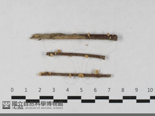 微皮傘屬藏品圖，第1張