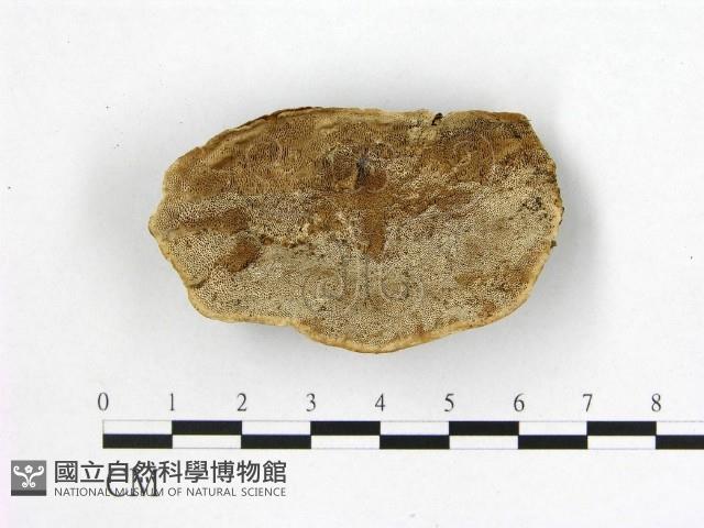 多年臥孔菌屬藏品圖，第1張