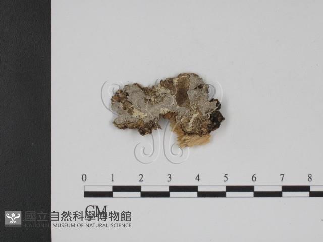 登錄號:F0000402藏品圖，第1張