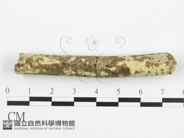 登錄號:F0010402藏品圖，第1張