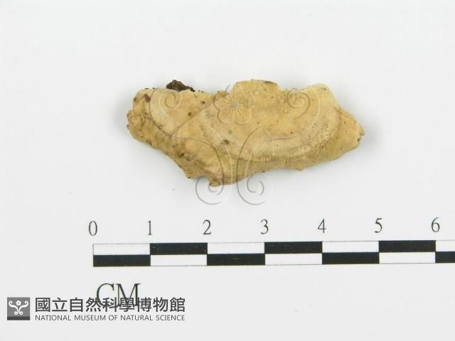 煙管菌藏品圖，第1張