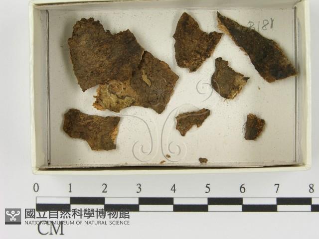 登錄號:F0021402藏品圖，第1張