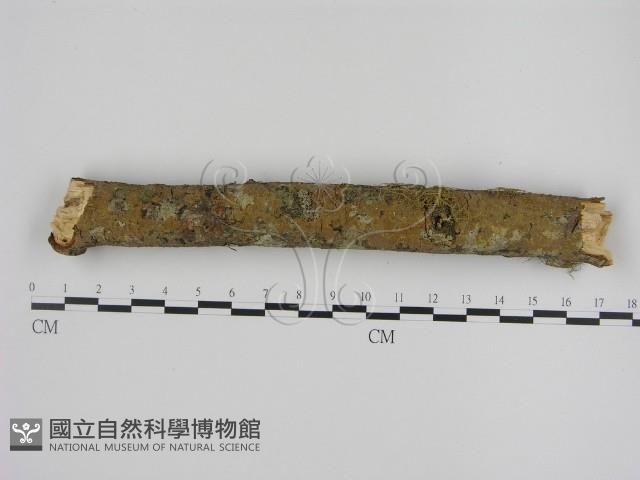 刺革菌屬藏品圖，第1張