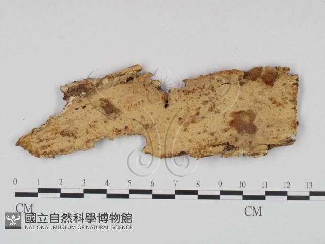 登錄號:F0011402藏品圖，第1張