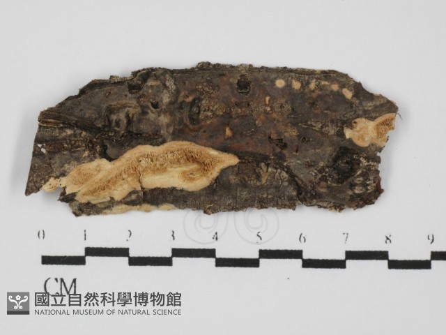 銳孔菌屬藏品圖，第1張