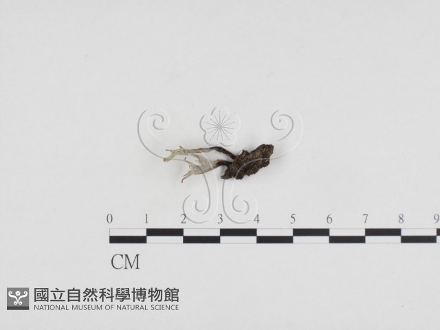 炭角菌屬藏品圖，第1張