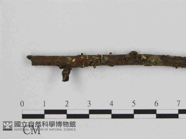 小皮傘屬藏品圖，第1張