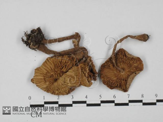 登錄號:F0027402藏品圖，第1張