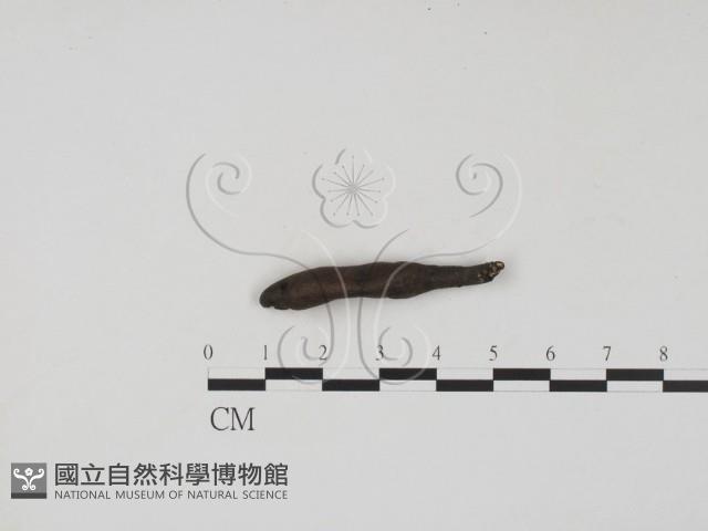 登錄號:F0007402藏品圖，第1張