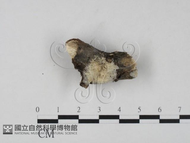 登錄號:F0015402藏品圖，第1張