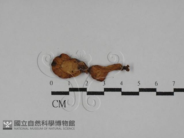 登錄號:F0029402藏品圖，第1張