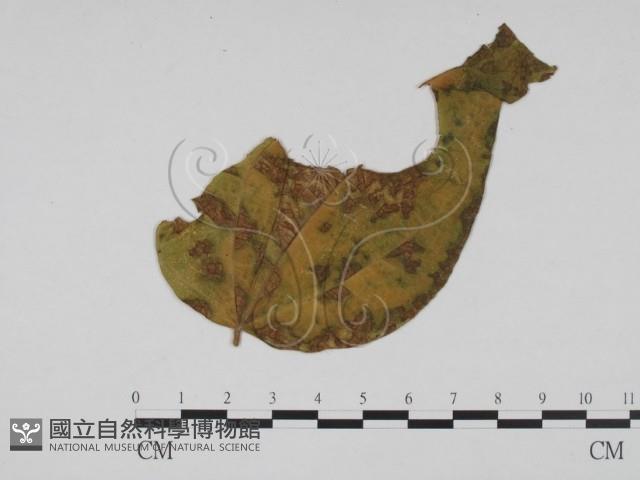 登錄號:F0019402藏品圖，第1張