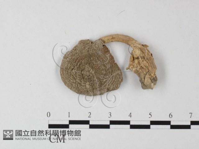 登錄號:F0003402藏品圖，第1張