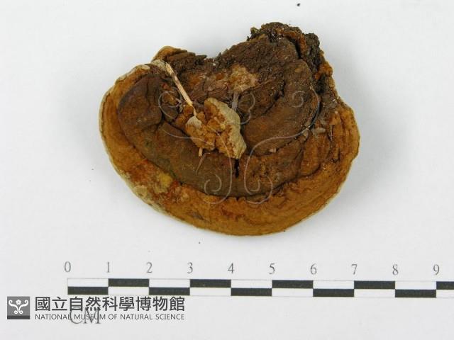 登錄號:F0013402藏品圖，第1張