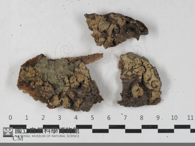 登錄號:F0033402藏品圖，第1張