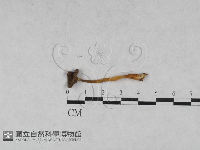 登錄號:F0028702藏品圖，第1張